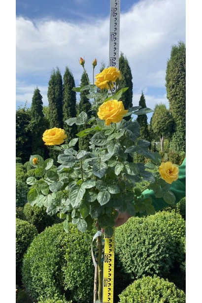 Троянда поліантова, рабатова (жовта) ШТАМБ - 10л/вис.120-130см/Ø20-30см/ШТАМБ 90-100см